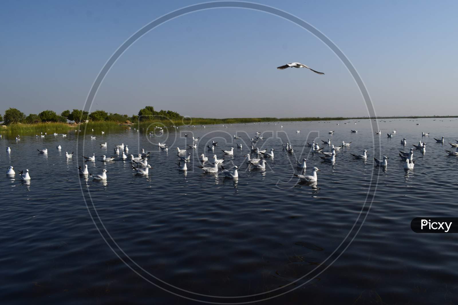 Flock Of Brown-Headed Seagulls Floating In Indiaa'S Nalsarovar Lak While One Bird Flying In Clear Blue Sky.