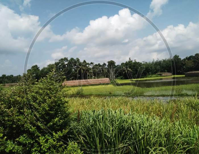 View Of Green Paddy Field And Blue Sky