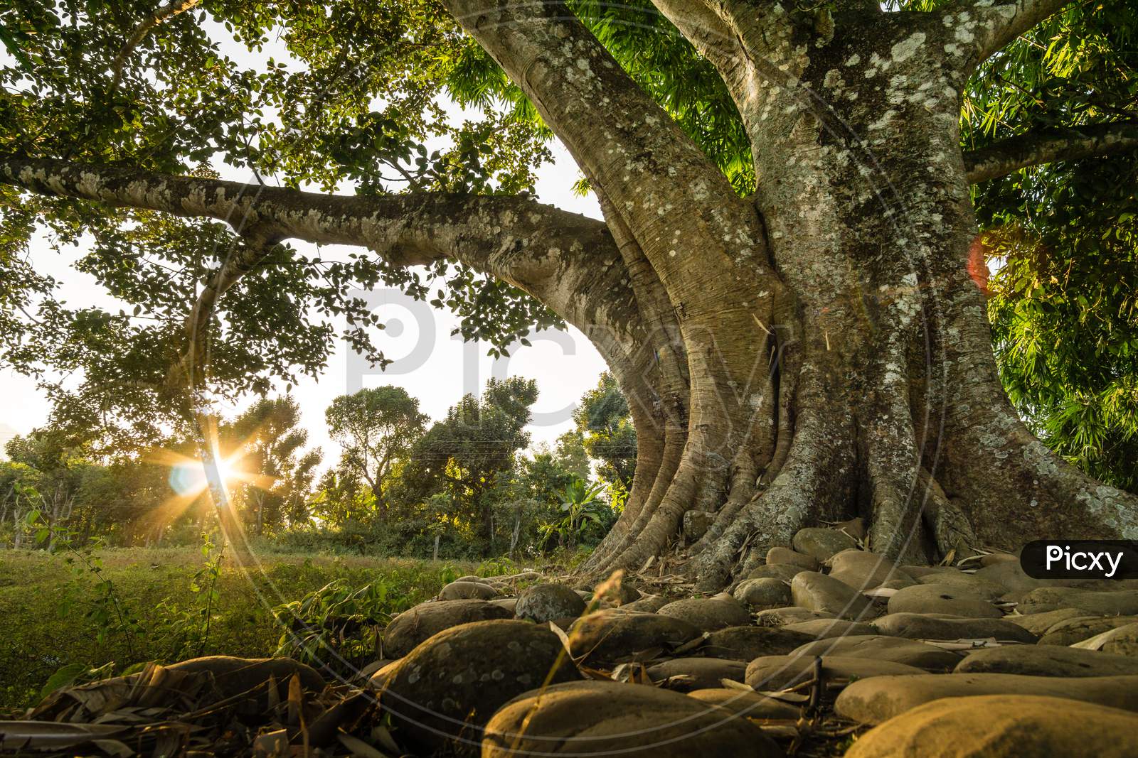 Stones under the Banyan Tree - Ficus benghalensis