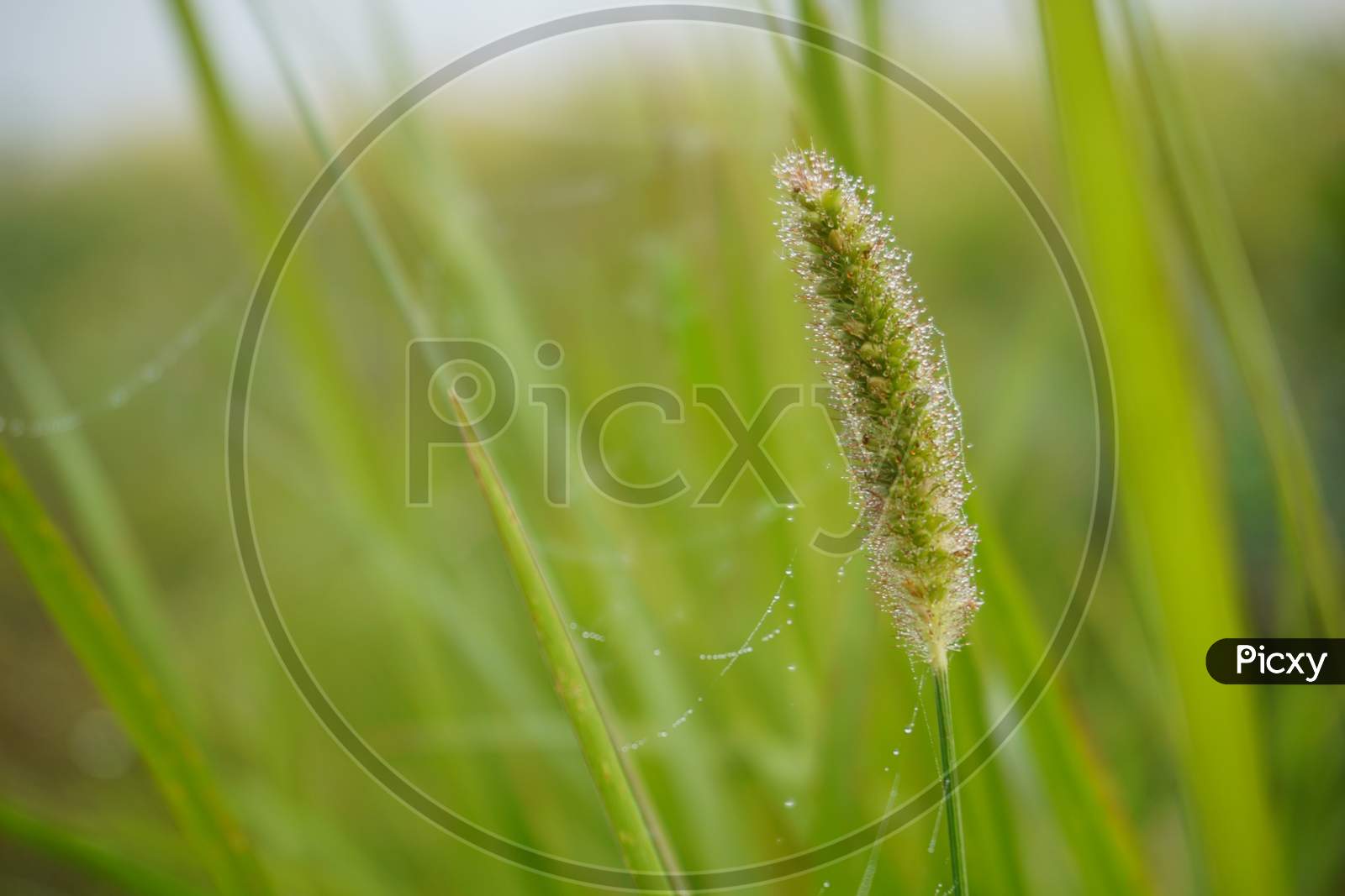 Close up image of blades of grass and seed