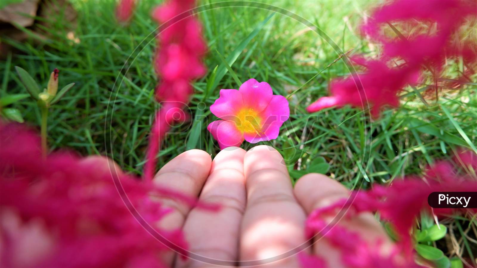 hand and beautiful flower in close up images