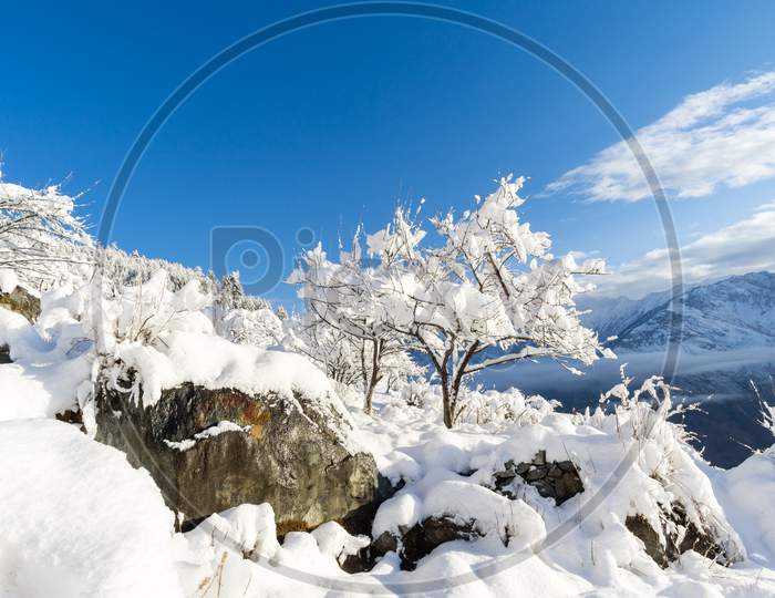Snow covered tree