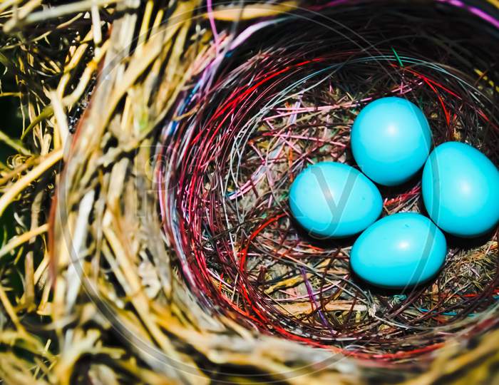 Bird Blue eggs