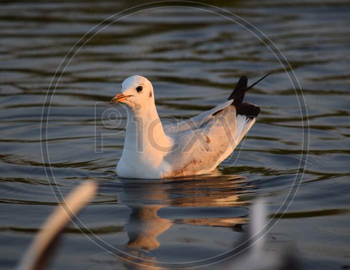 Close Shot Of An Isolated Bird The Migratory Brown-Headed Female Seagull Floating In Nalsarovar Lake Trourist Place
