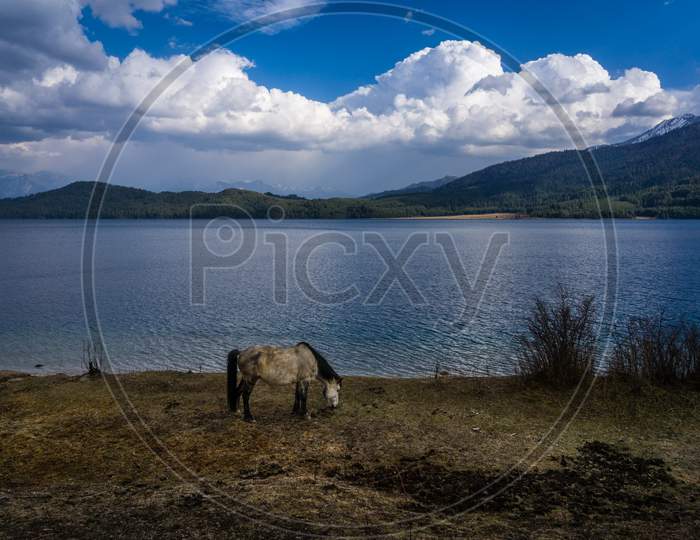 A horse and a lake