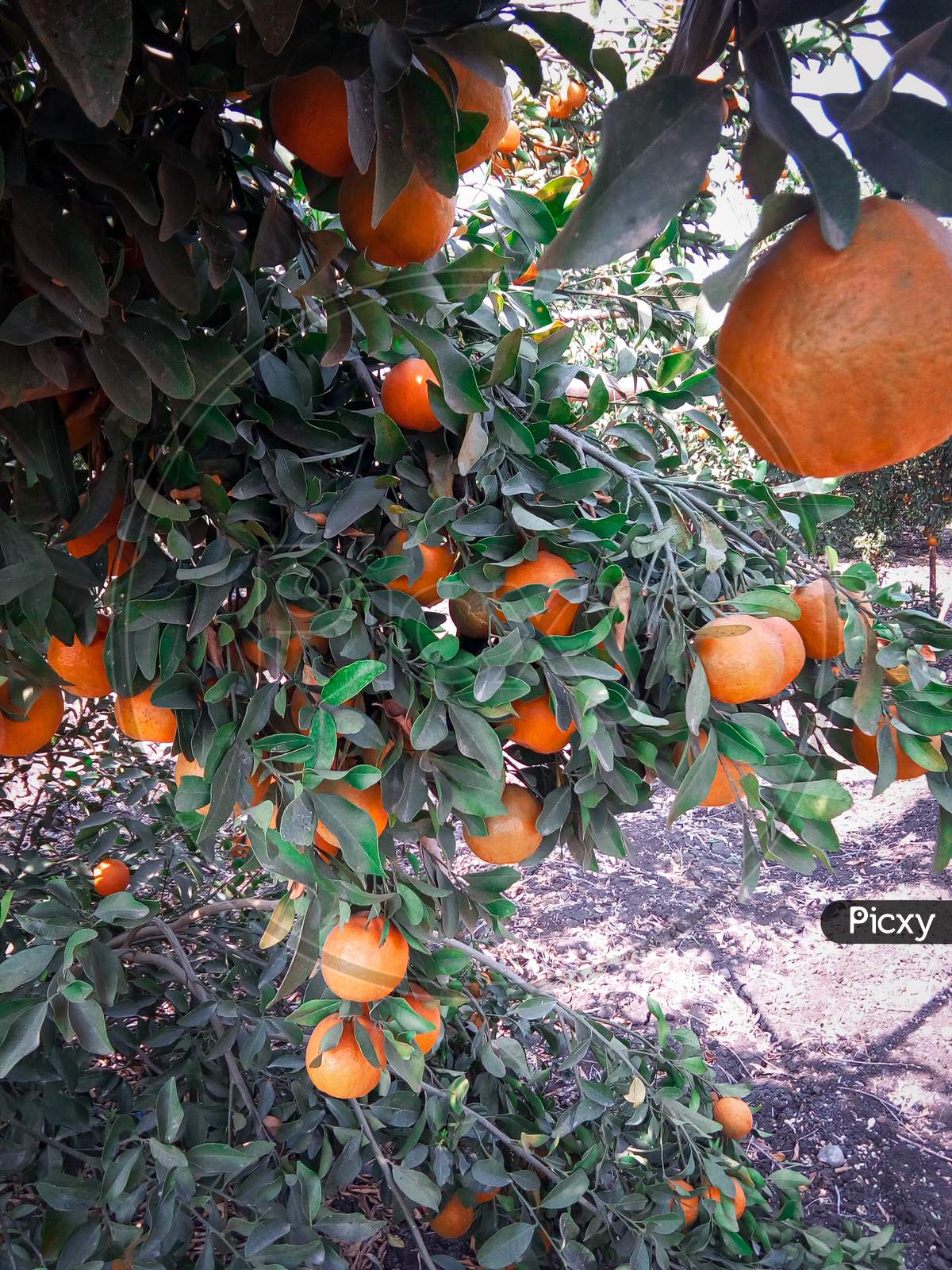 oranges in Summer season
