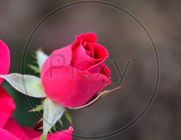 THE ROSE FLOWER