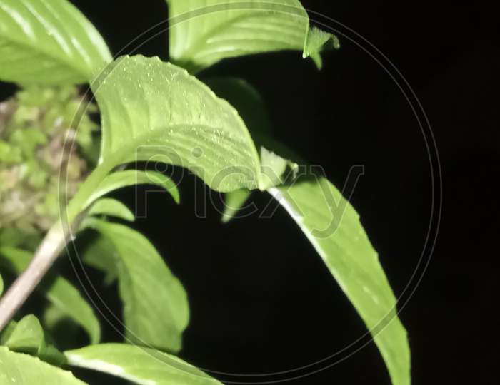 Green Plant in Moonlight