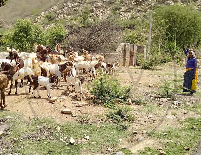 A woman grazed goat