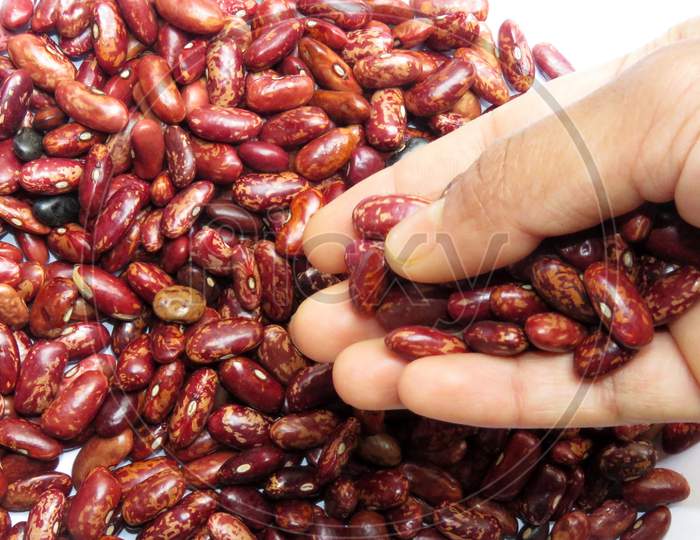 Kidney beans Dropping From Hand.
