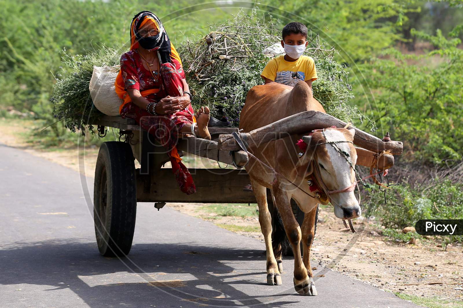 A woman and a child return from fields with the produce on a bullock cart on the outskirts of Ajmer, Rajasthan, India on 09 May 2020.