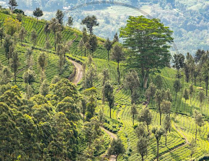 Tea Plantations Around Lipton'S Seat / Haputale, Sri Lanka.