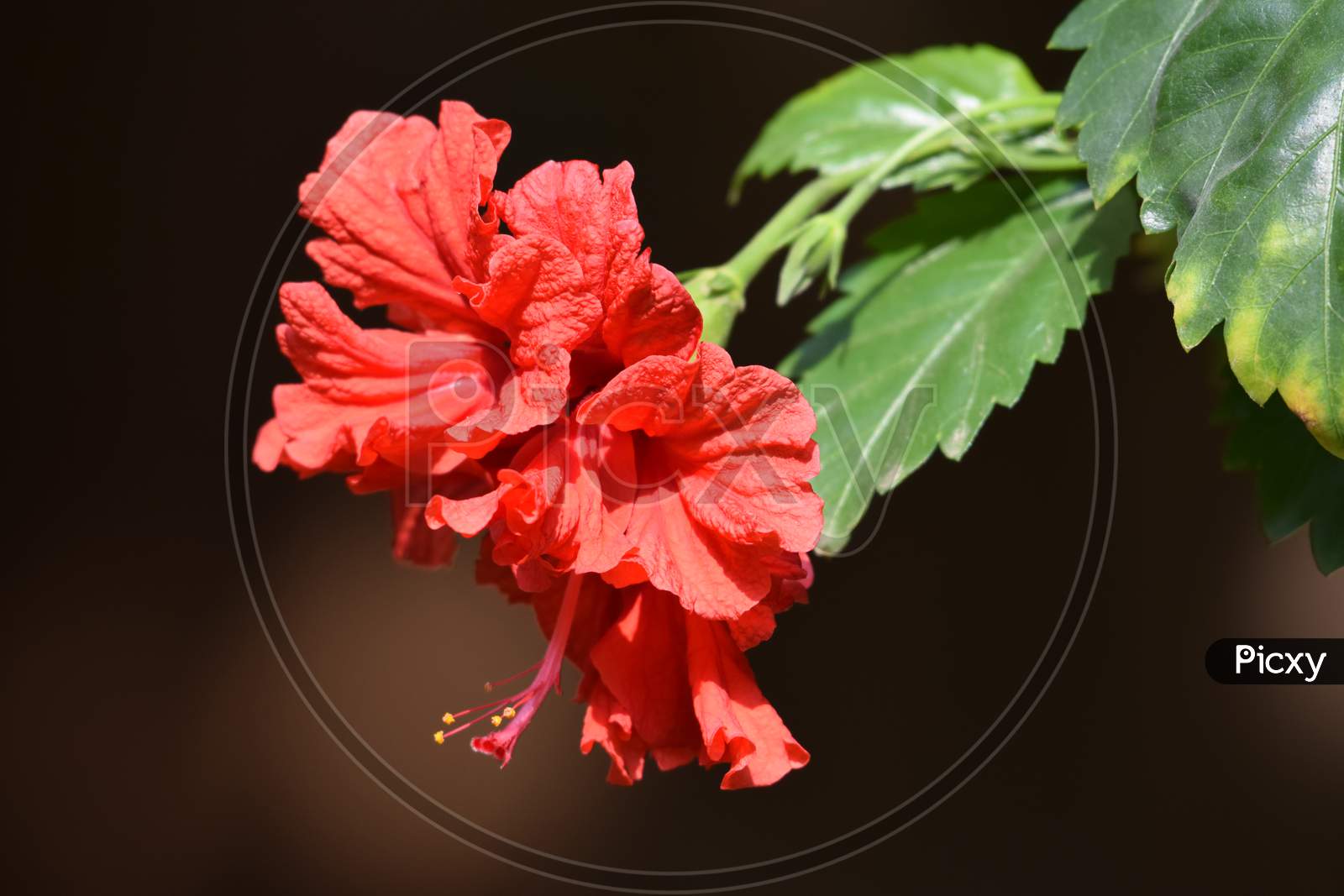 Side View Of Red Hibiscus Rosa Sinensis, Chinese Hibiscus, Carnation Hibiscus Rosa, Hanging On Plant In Summer Bright Sun