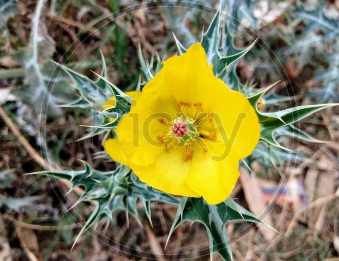Flower of Mexican prickly poppy, yellow flower