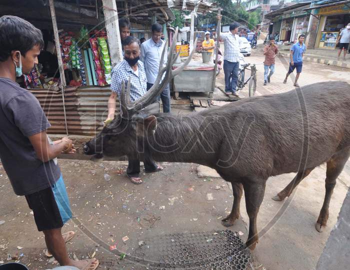A Person Gives Food To A Sambar Deer Who Is Roaming Freely In A Residential Area Of Krishna Nagar During Nationwide Lockdown Amidst Coronavirus Or COVID-19 Pandemic  In Guwahati On May 11, 2020.