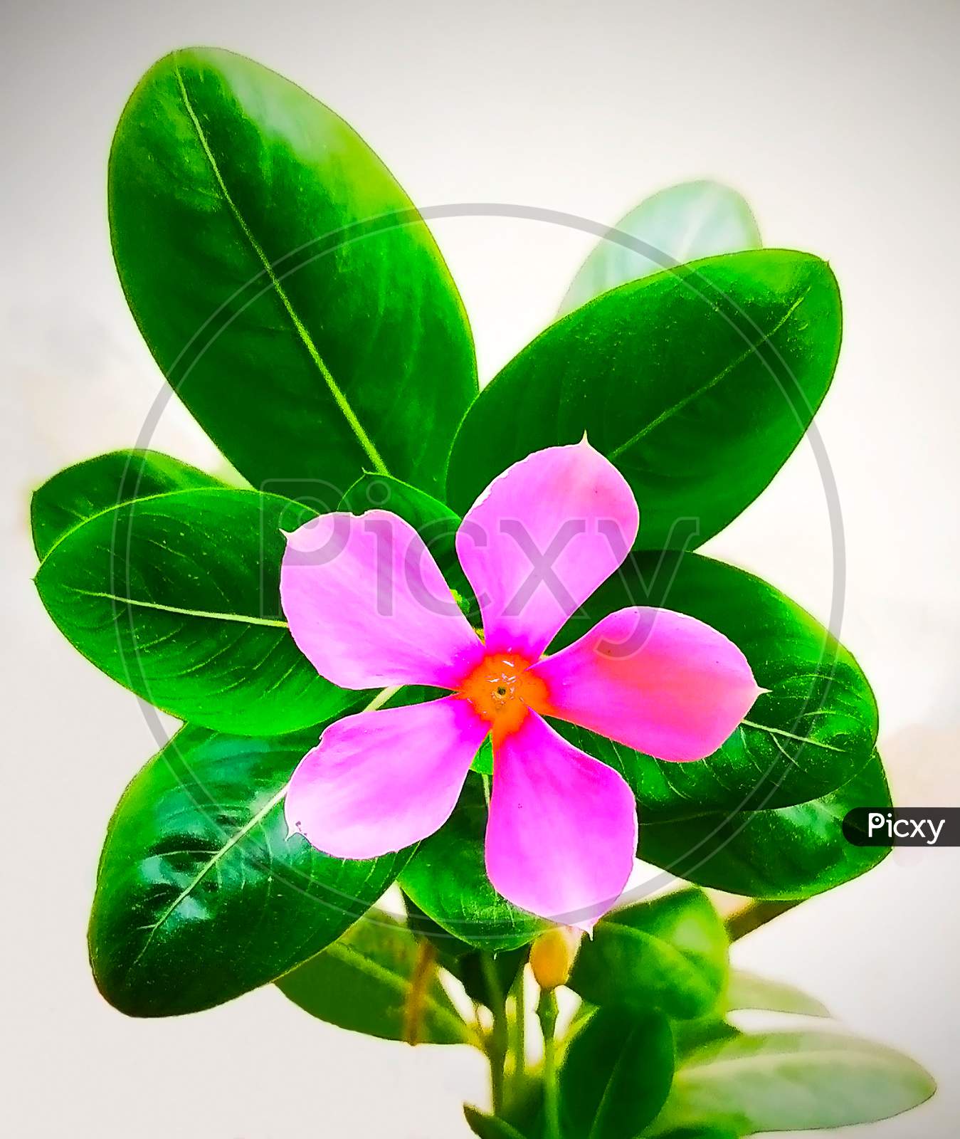 The Beautiful Pink Flower with green leafs - Nayantara Flower