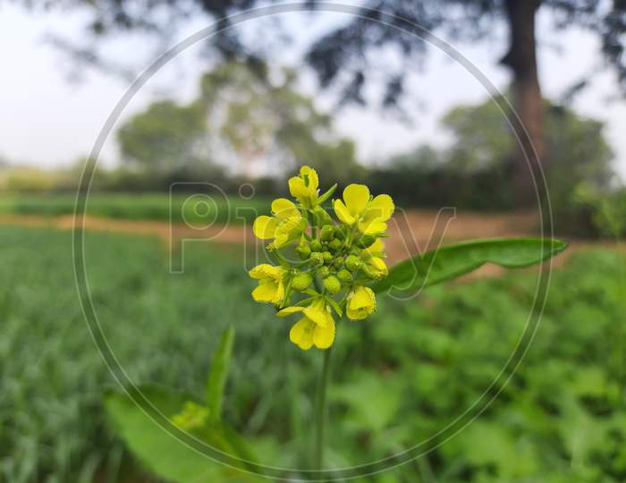 It is a mustard flowers in field.
