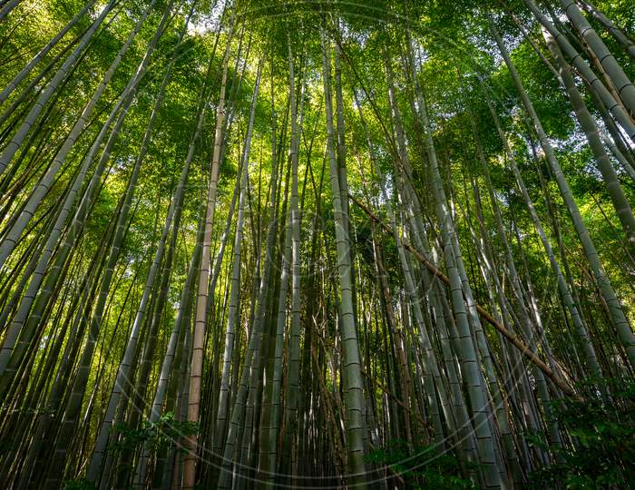 Scenic Arashiyama Bamboo Forest, Popular Tourist Destination In Kyoto, Japan