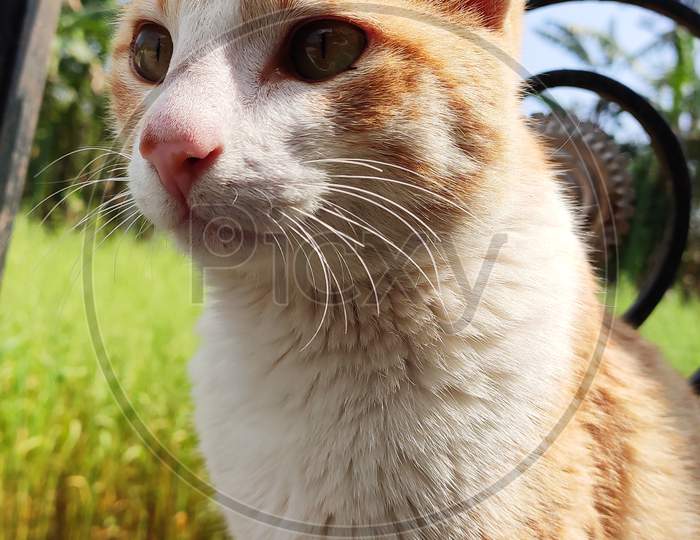 Cute cat with beautiful eyes