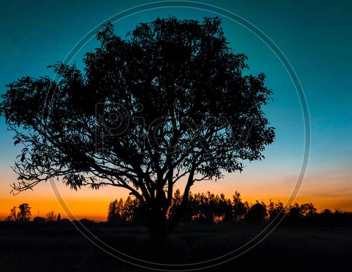 Scenic view of tree during sunset against sky
