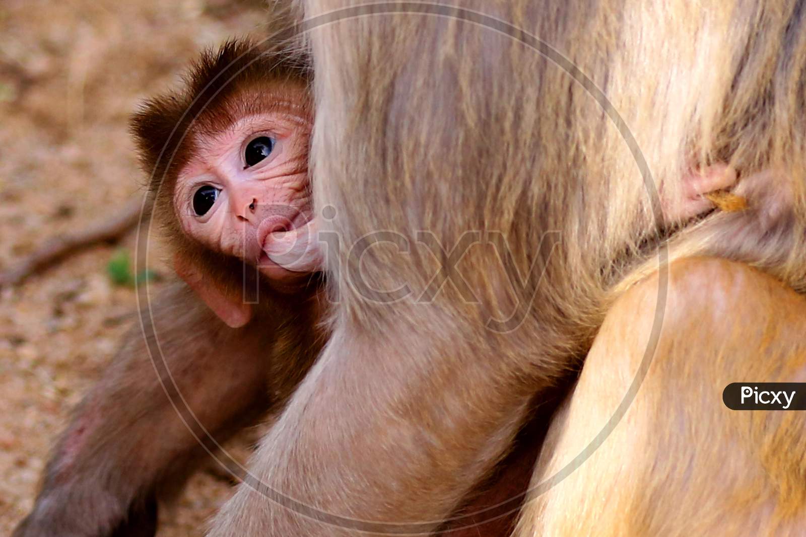 A female macaque feeds her baby on the eve of Mother's Day in Pushkar, Rajasthan, India on 09 May 2020.