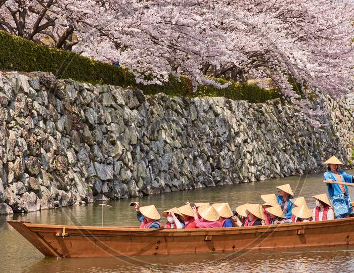 People In A Tourist Boat In Himeji Castle Water Moat Admiring The Blooming Cherry Blossom Trees During The Sakura Season In Himeji, Japan