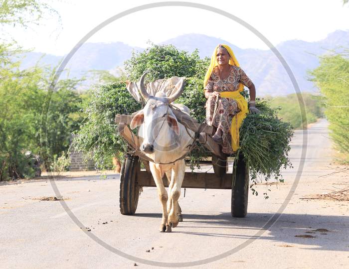 Indian Farmer Return From The Fields On A Bullock Cart On The Outskirts Of Ajmer, Rajasthan, India.