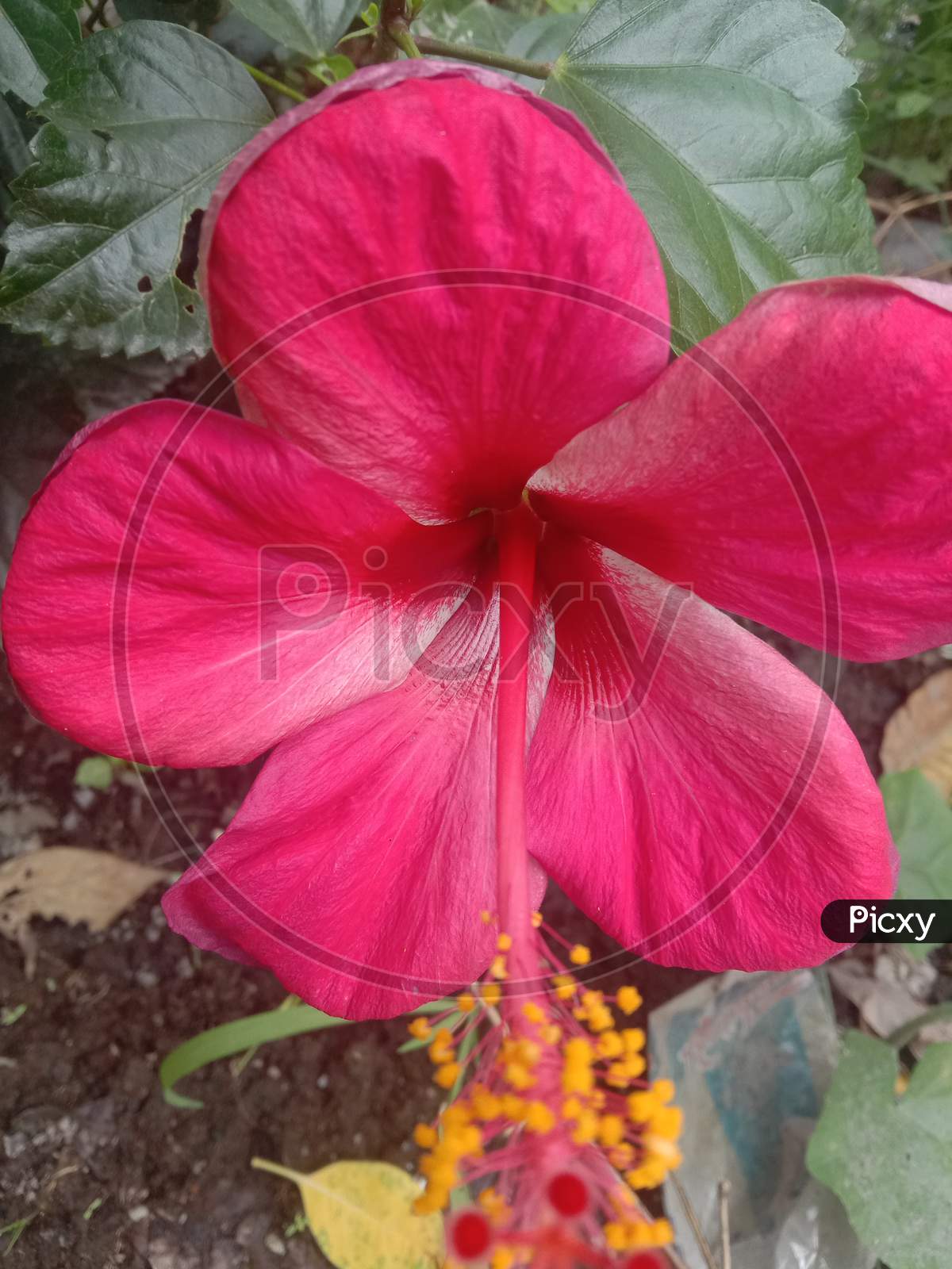 a beautiful looking hibiscus flower.