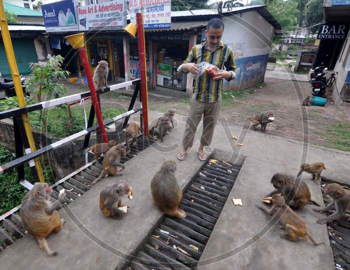 A Man Feeds Monkeys Near Assam State Zoo During Nationwide Lockdown Amidst Coronavirus Or COVID-19 Pandemic  In Guwahati On May 11, 2020.