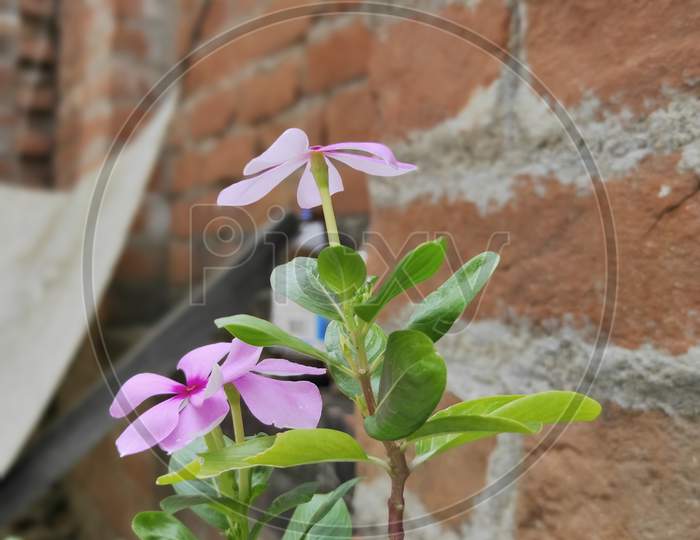 periwinkle plant with pink flowers, selective focus