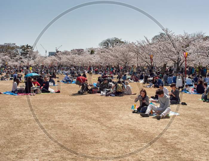 People Picnicking Under Blooming Cherry Blossom Trees During The Sakura Season In Himeji Castle Park In Himeji, Japan
