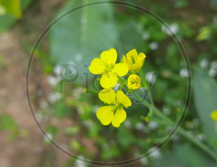 It is a mustard flowers in field.