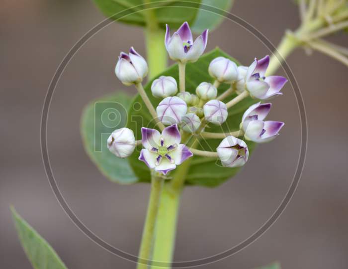 Crown flower (Calotropis gigantea) in the garden