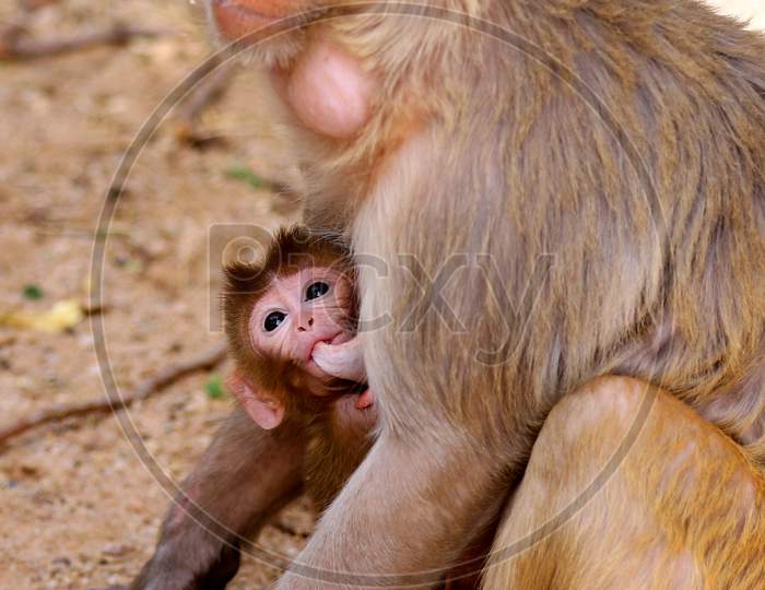 A female macaque feeds her baby on the eve of Mother's Day in Pushkar, Rajasthan, India on 09 May 2020.