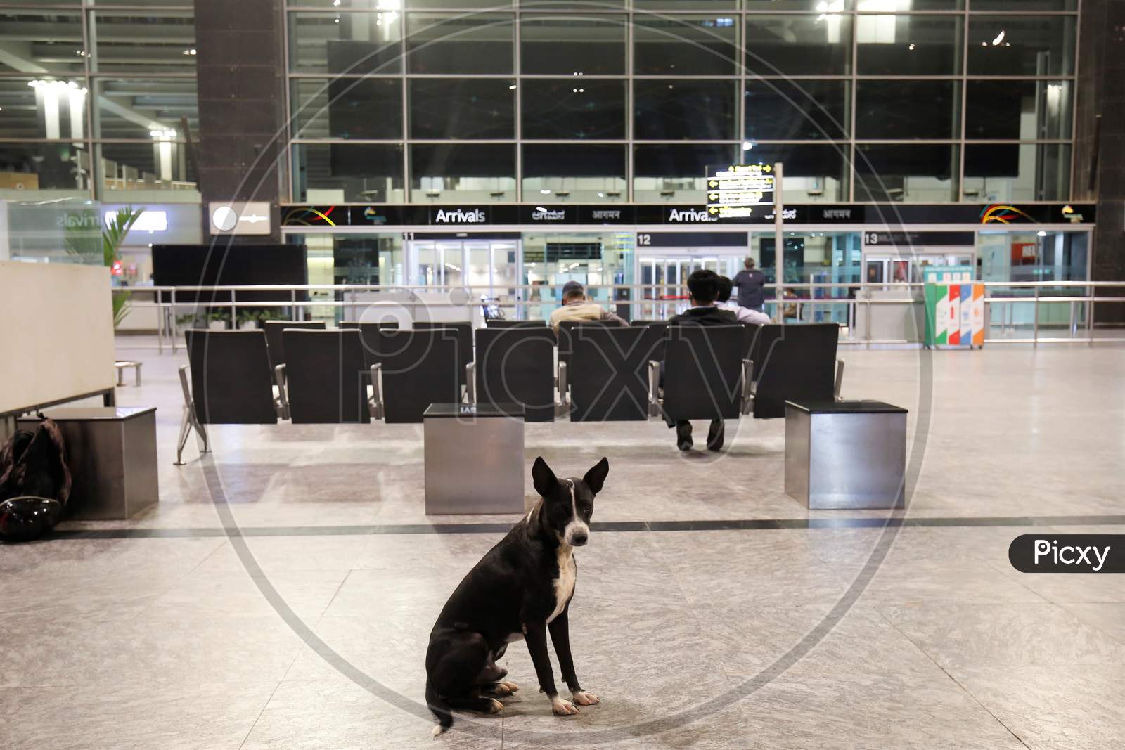 A dog sits in the arrival terminal of the Kempegowda International Airport in Bangalore, India, May 11, 2020. Three hundred twenty six passengers stranded in the UK due to the covid-19 lockdown arrived in an Air India flight at the break of dawn.