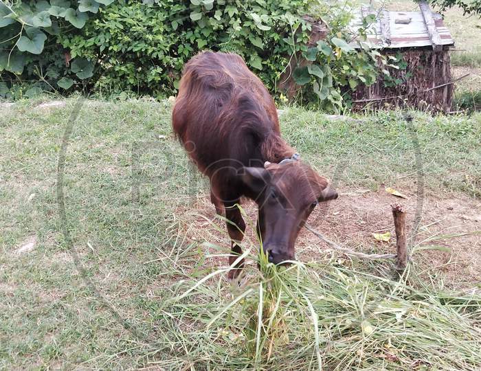 Calf in village