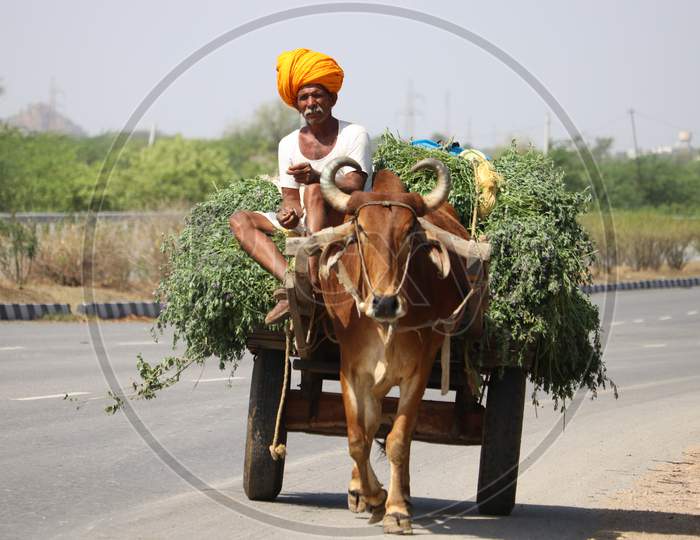 Indian Farmer Return From The Fields On A Bullock Cart On The Outskirts Of Ajmer, Rajasthan, India.