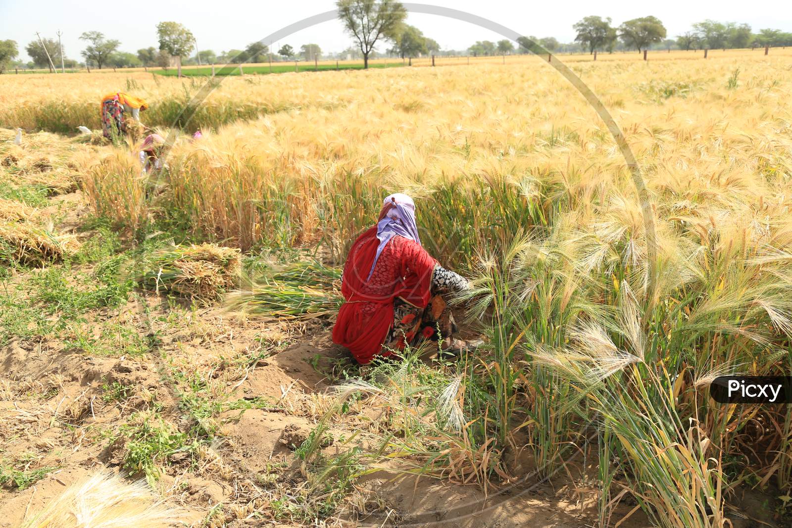 Image of Farmer Harvests Wheat Crop In The Outskirts Village Of Ajmer ...