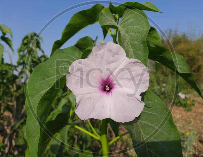 It is a Ipomoea carnea flowers.