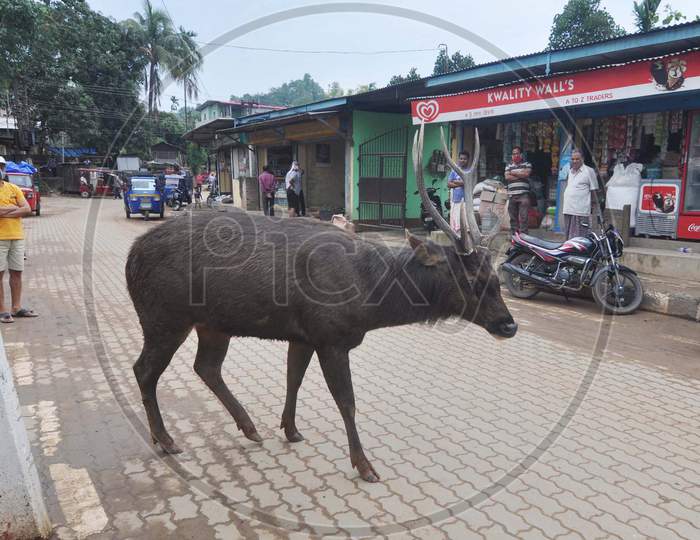 A Sambar Deer Is Roaming Freely In A Residential Area Of Krishna Nagar During Nationwide Lockdown Amidst Coronavirus Or COVID-19 Pandemic  In Guwahati On May 11, 2020.