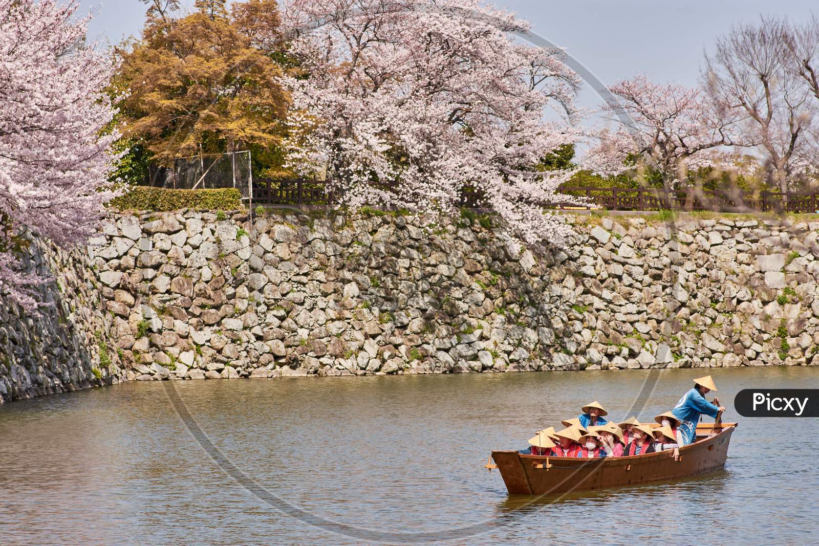 People In A Tourist Boat In Himeji Castle Water Moat Admiring The Blooming Cherry Blossom Trees During The Sakura Season In Himeji, Japan