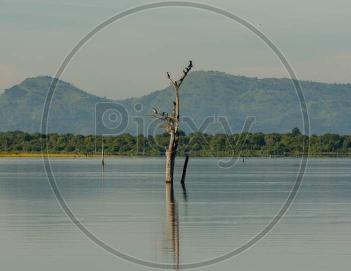 Lake In The Udawalawe National Park On Sri Lanka.