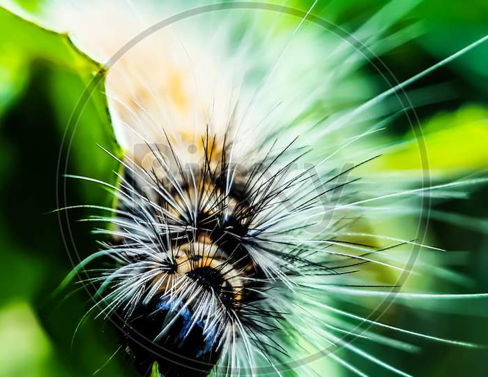 A Yellow-Black Caterpillar Is Sitting On The Leaves Of A Green Vegetable Tree And Eating The Leaves, Causing Great Damage To The Crop.