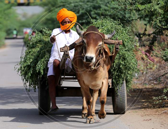 A man return from the fields with the produce on a bullock cart on the outskirts of Ajmer, Rajasthan, India on 09 May 2020.