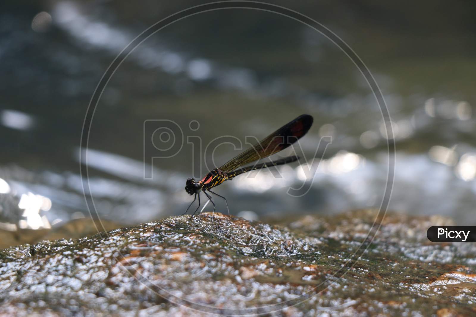 Damselfly Resting On Wet Rock Which Is Black And Brown In Color