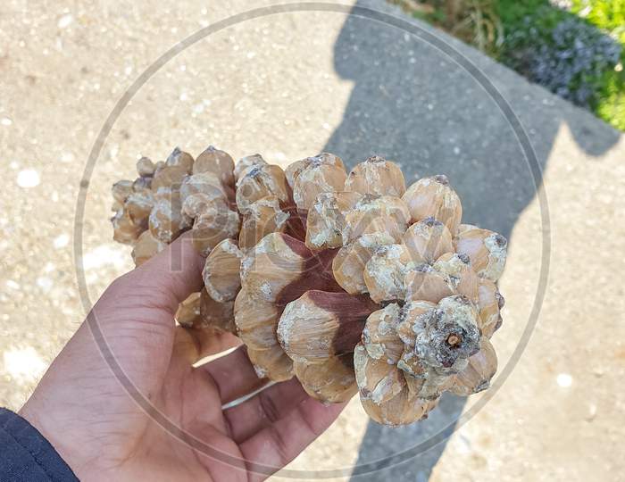 closeup of amazing pinus wallichiana cone, pine cone held in hand with beautiful background in hilly area of Himachal pradesh, India