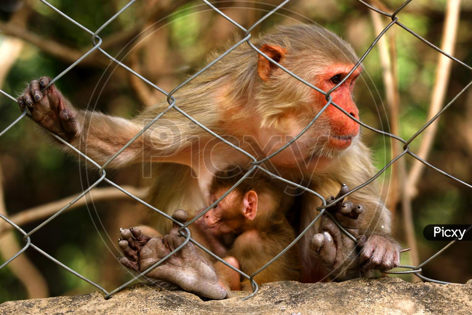  A female macaque and her baby on the eve of Mother's Day in Pushkar, Rajasthan, India on 09 May 2020.