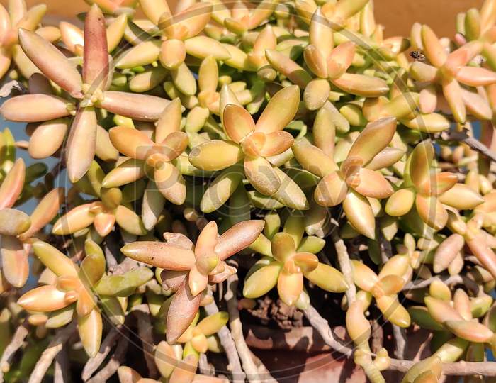 Succulent plant - Sedum lucidum