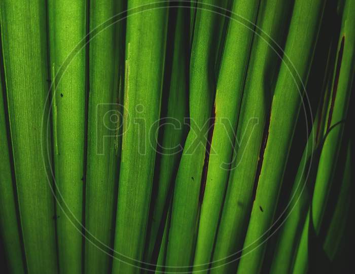 Arecanut leaf