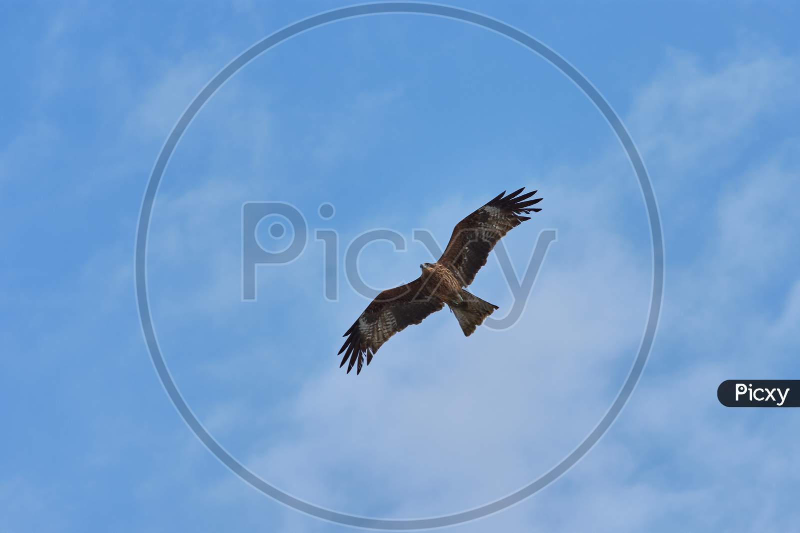 Hawk Flying Against A Background Of Blue Sky